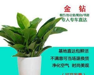 绿钻植物的养护要点是什么？