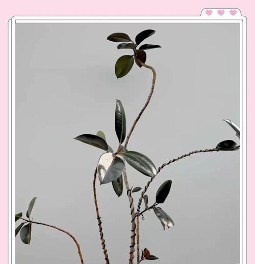 橡皮树有哪些品种？橡皮树品种的养护技巧是什么？