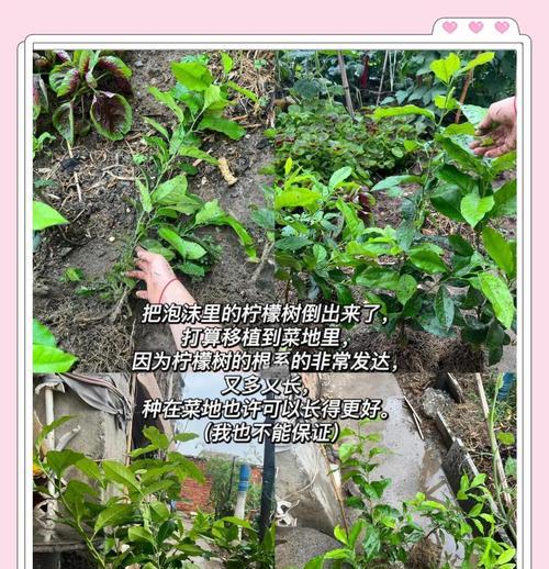 柠檬怎么修剪？修剪柠檬有哪些常见问题？