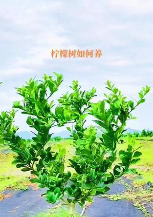 柠檬怎么修剪？修剪柠檬有哪些常见问题？