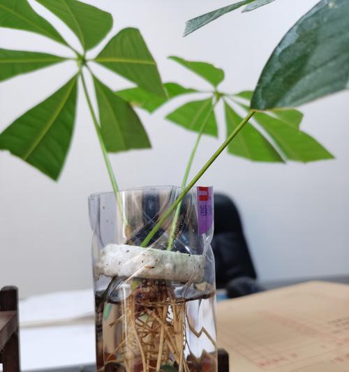发财树护理的常见问题有哪些？