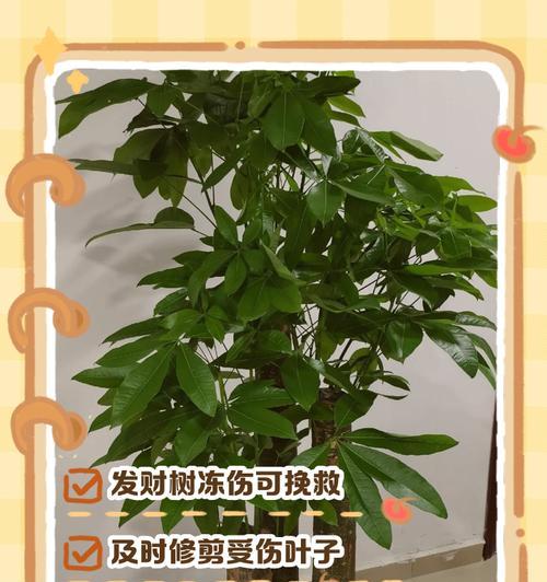 发财树护理的常见问题有哪些？