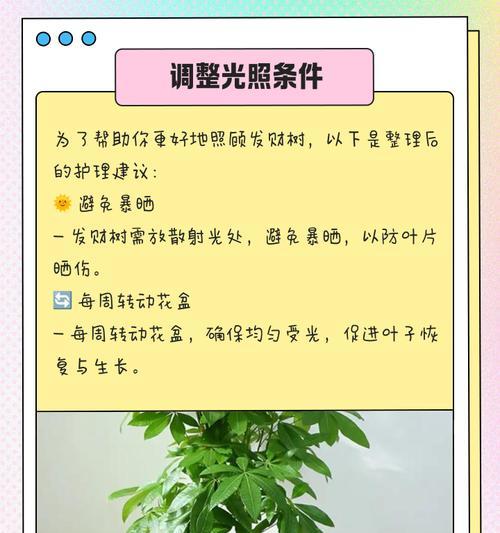 发财树护理的常见问题有哪些？