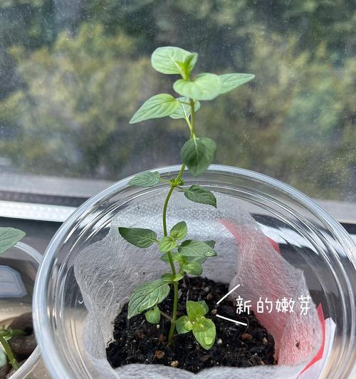 薄荷种植的正确步骤和养护技巧有哪些？