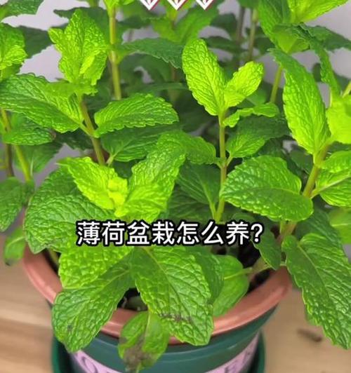 薄荷种植的正确步骤和养护技巧有哪些？