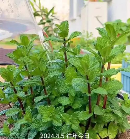 薄荷种植的正确步骤和养护技巧有哪些？