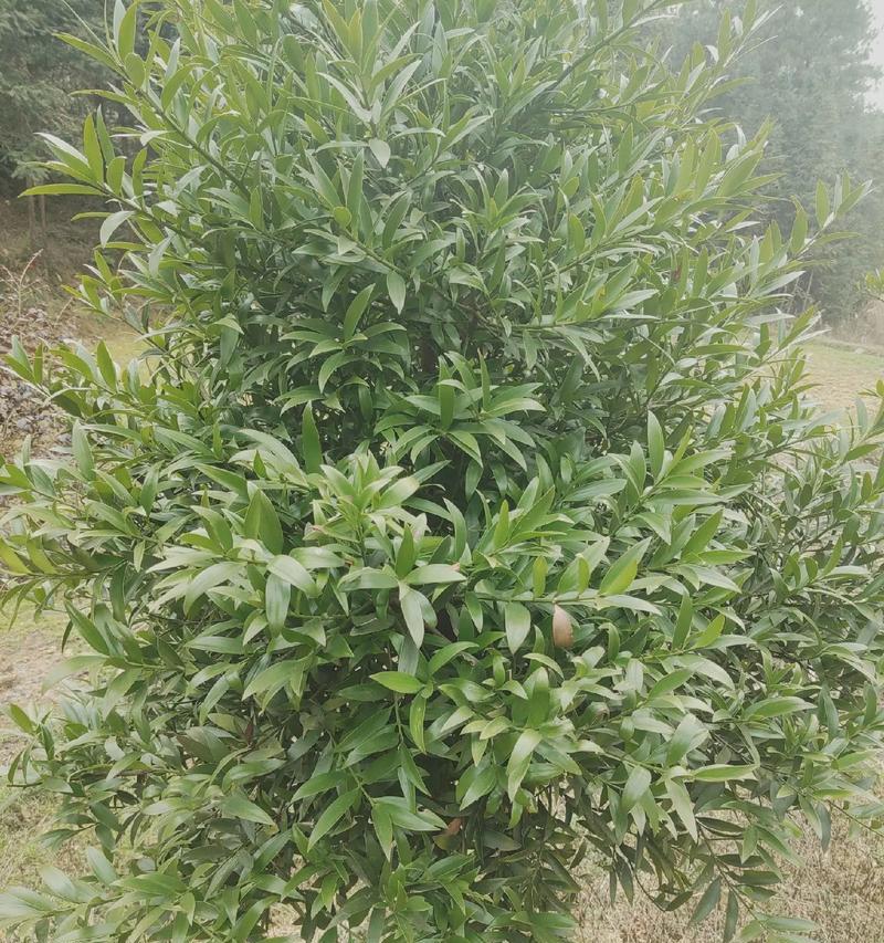 绿化苗木品种有哪些？如何选择合适的绿化苗木？