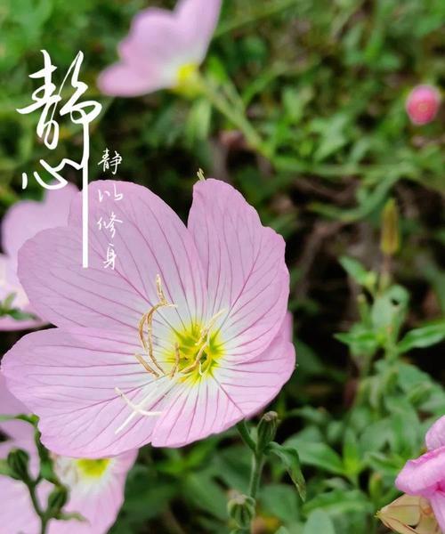 月见草种植的正确方法是什么？