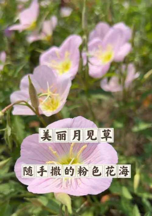 月见草种植的正确方法是什么？