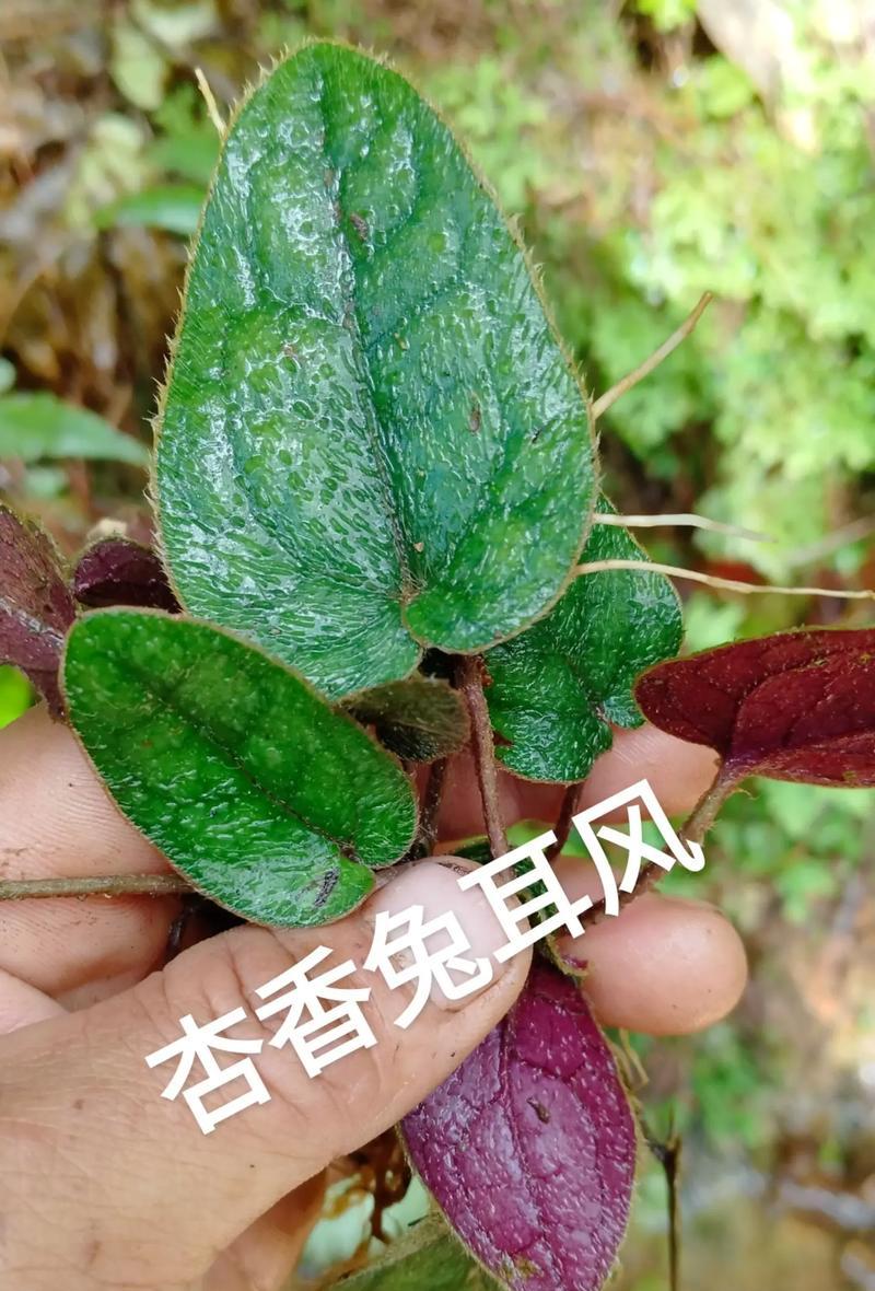 兔耳朵植物的养殖方法是什么？