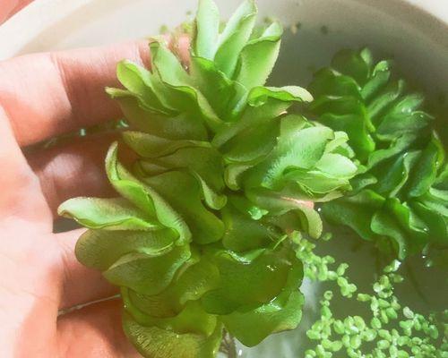 兔耳朵植物的养殖方法是什么？