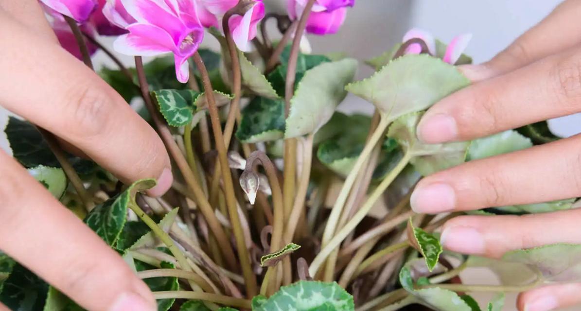 兔耳朵植物的养殖方法是什么？