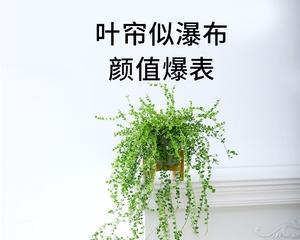 水培垂吊植物有哪些推荐？如何正确悬挂和养护？