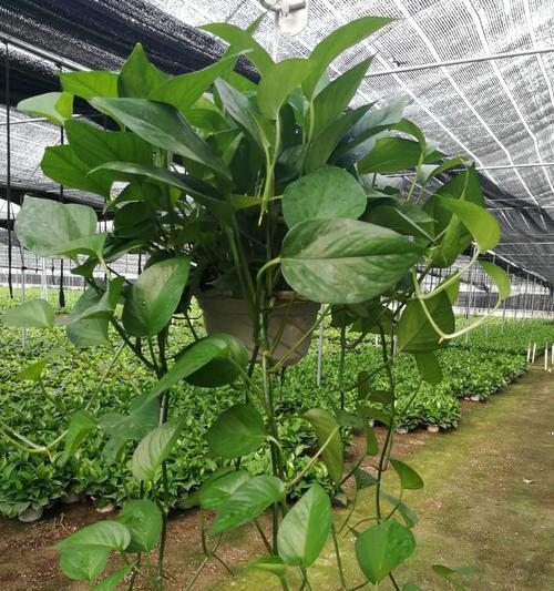 水培垂吊植物有哪些推荐？如何正确悬挂和养护？