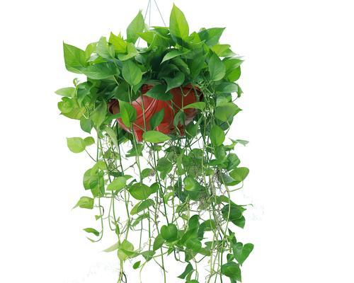 水培垂吊植物有哪些推荐？如何正确悬挂和养护？