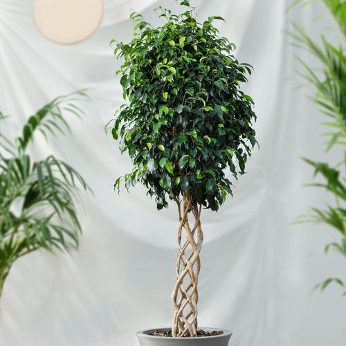 室内怎么养植物？室内植物养护的常见问题解答？