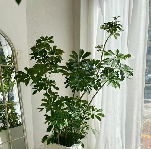 室内怎么养植物？室内植物养护的常见问题解答？