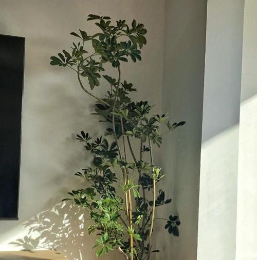 室内怎么养植物？室内植物养护的常见问题解答？