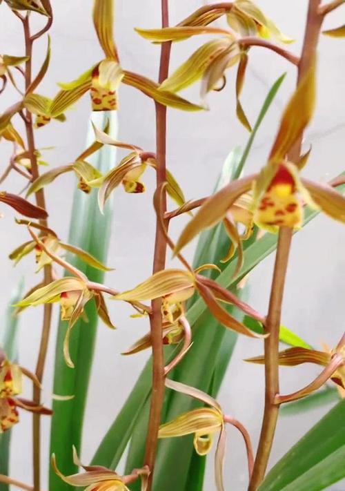 墨兰会开出什么颜色的花？不同颜色的墨兰有何区别？
