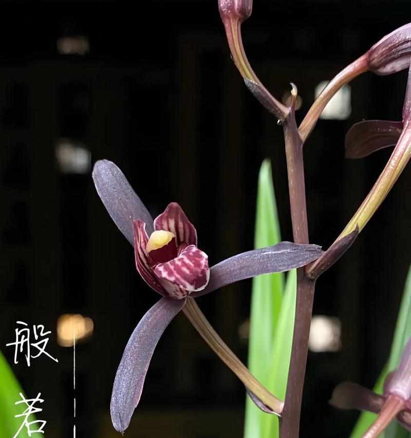 墨兰会开出什么颜色的花？不同颜色的墨兰有何区别？