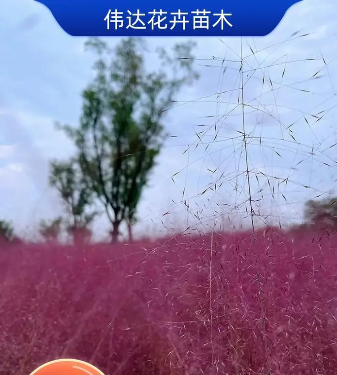 福建特色花卉有哪些？福建花卉市场有哪些亮点？