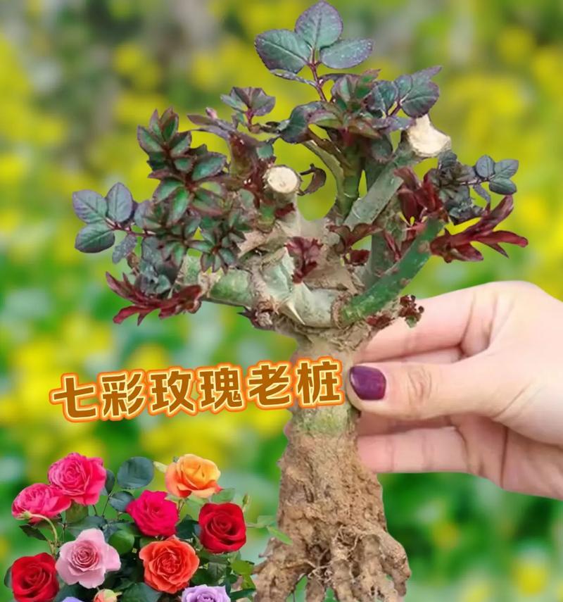 玫瑰盆栽搭配什么颜色的花盆更美观？