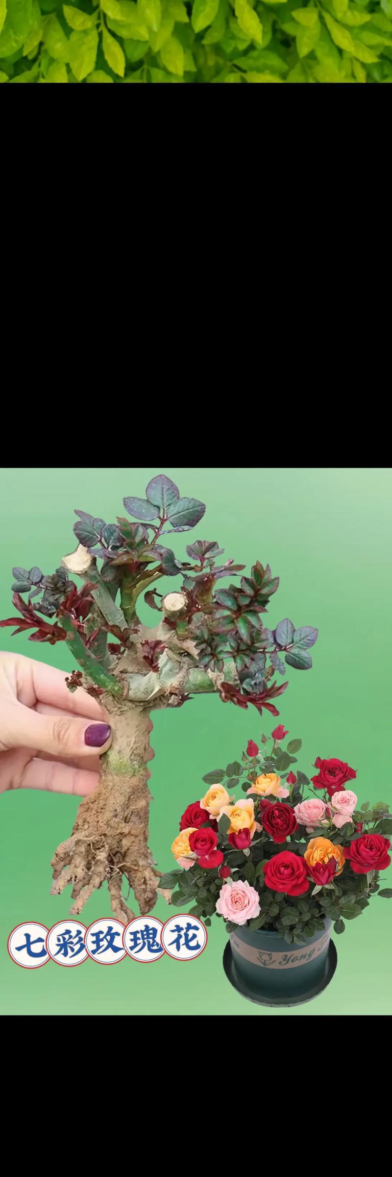 玫瑰盆栽搭配什么颜色的花盆更美观？