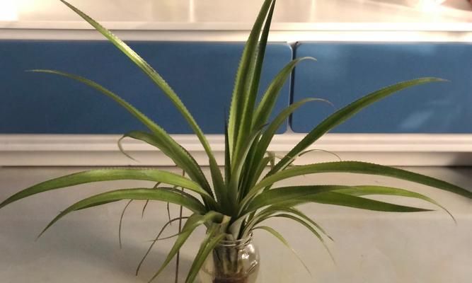 波罗头种植的正确方法是什么？