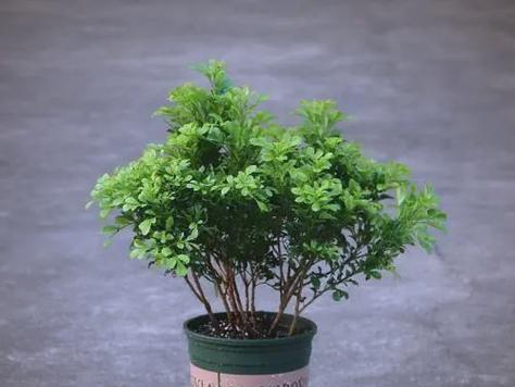 米兰花掉叶子怎么办？如何解决米兰花掉叶子的问题？