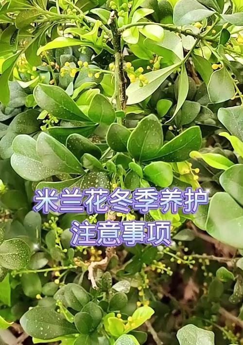 米兰花掉叶子怎么办？如何解决米兰花掉叶子的问题？