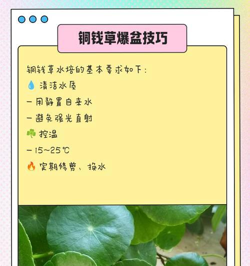 水培绿植的养护方法和常见问题？