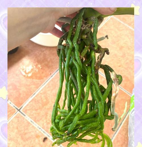 水培绿植的养护方法和常见问题？