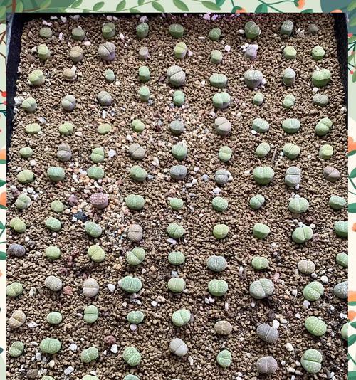 生石花发芽后的养护技巧有哪些？