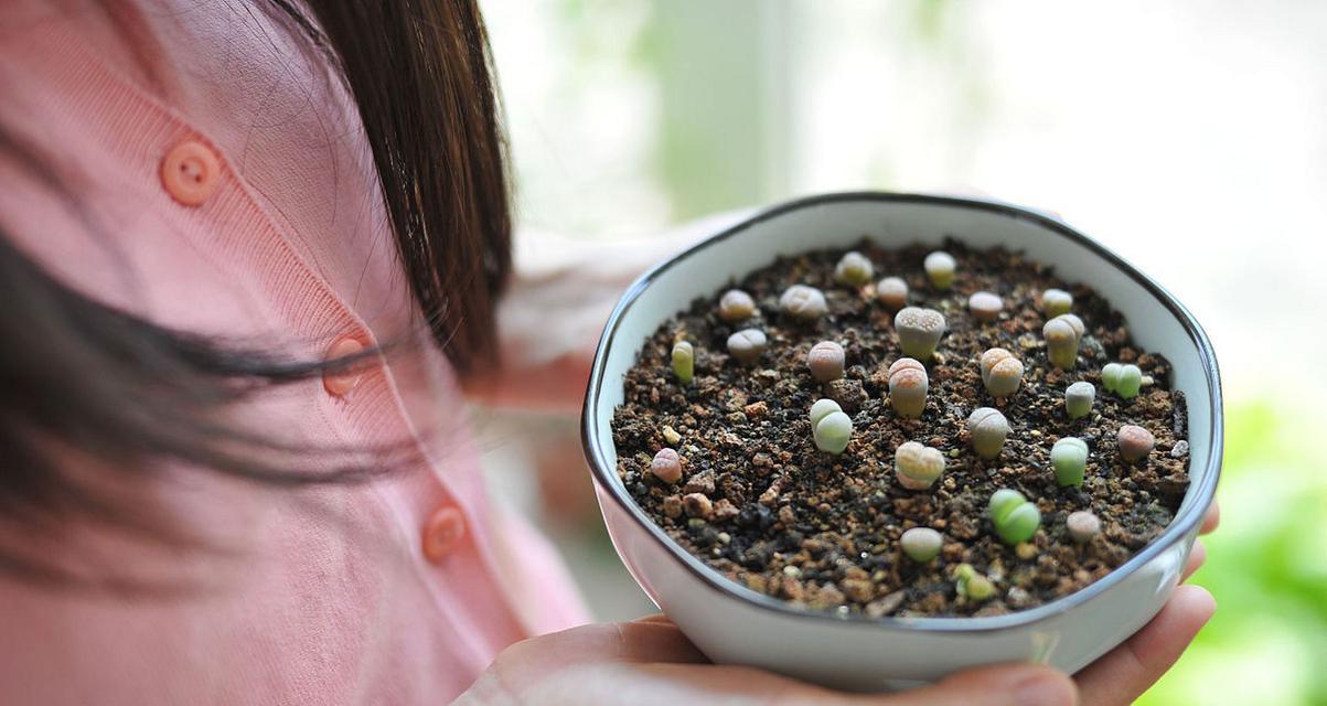 生石花发芽后的养护技巧有哪些？