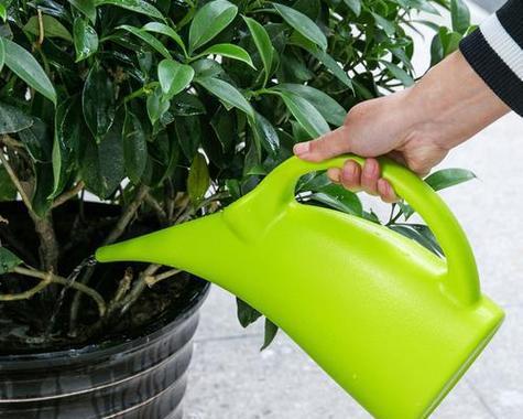 浇花时选择哪种水最为适宜？