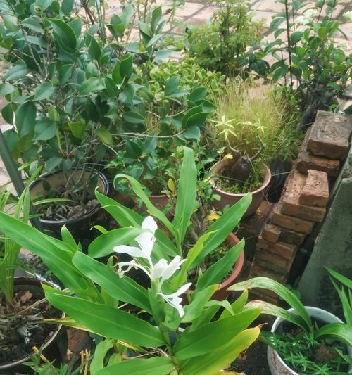 姜花种植方法是什么？如何确保姜花的成活率？