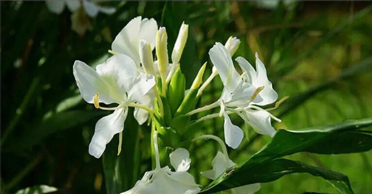 姜花种植方法是什么？如何确保姜花的成活率？
