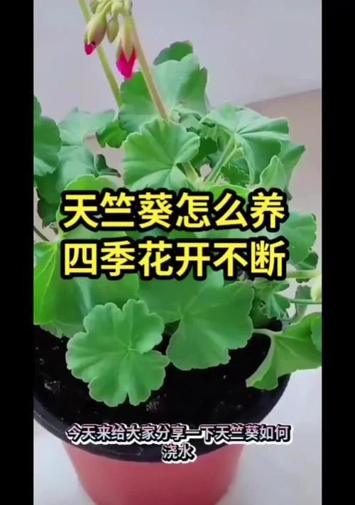 天竺葵叶片发黄的原因是什么？如何预防和处理？