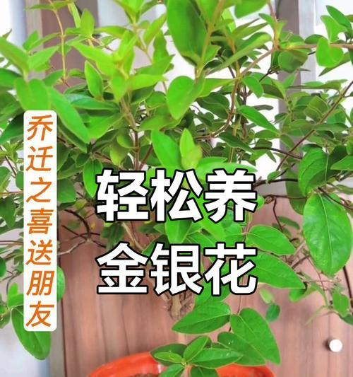 金银花室内养殖的要点和注意事项是什么？
