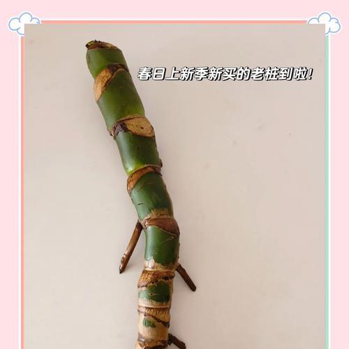 龟背竹种子播种方法是什么？如何提高龟背竹种子发芽率？