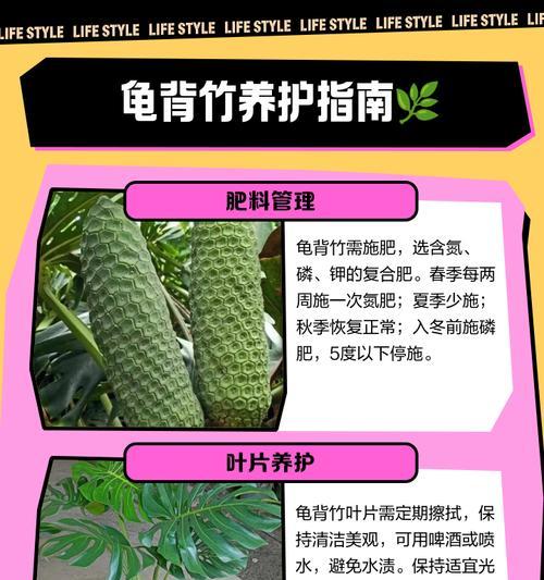 龟背竹种子播种方法是什么？如何提高龟背竹种子发芽率？