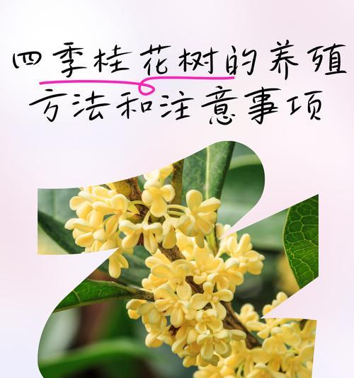 桂花树施肥方法有哪些？桂花树施肥需要注意什么？