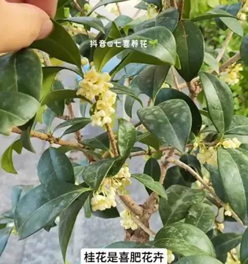 桂花树施肥方法有哪些？桂花树施肥需要注意什么？