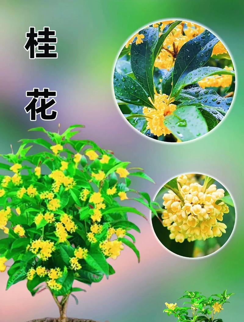 桂花通常在什么时间开花？
