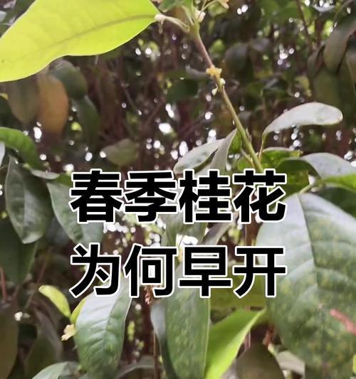桂花通常在什么时间开花？