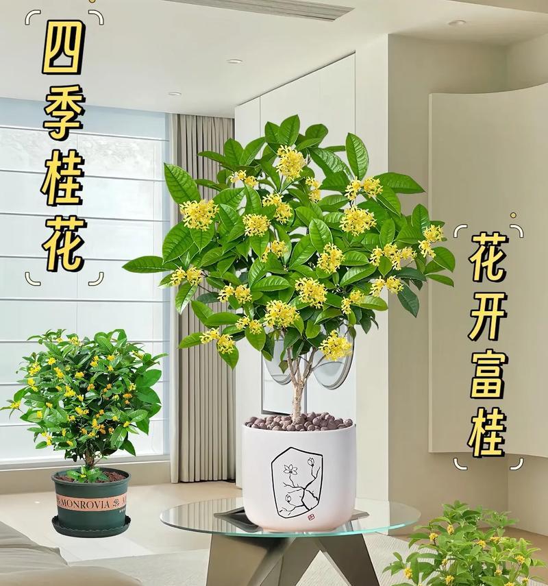 桂花通常在什么时间开花？