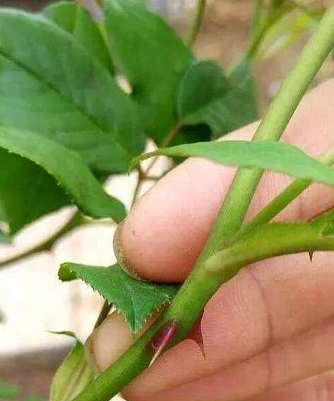 刺玫瑰的种植方法和护理技巧是什么？