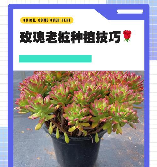 刺玫瑰的种植方法和护理技巧是什么？