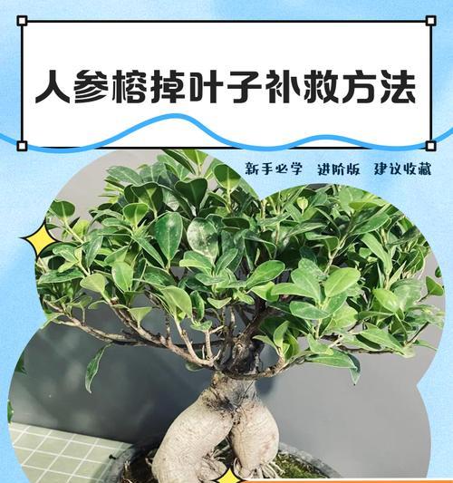 人参榕树养殖的要点是什么？