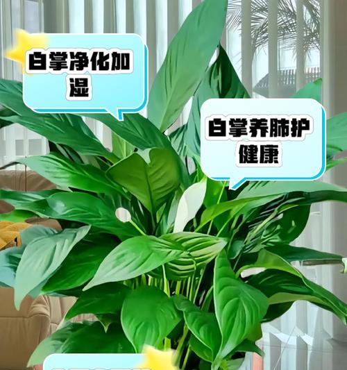 白掌分株的方法和常见问题有哪些？